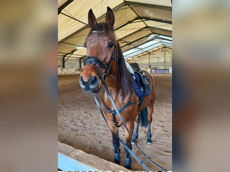 German Trotter Gelding 5 years 15,2 hh Bay-Dark in Potsdam