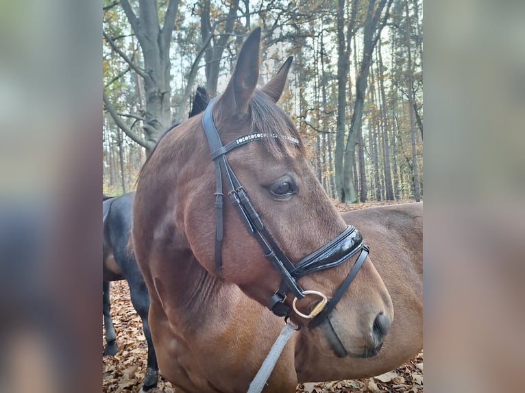 German Trotter Gelding 5 years 15,2 hh Bay-Dark in Potsdam