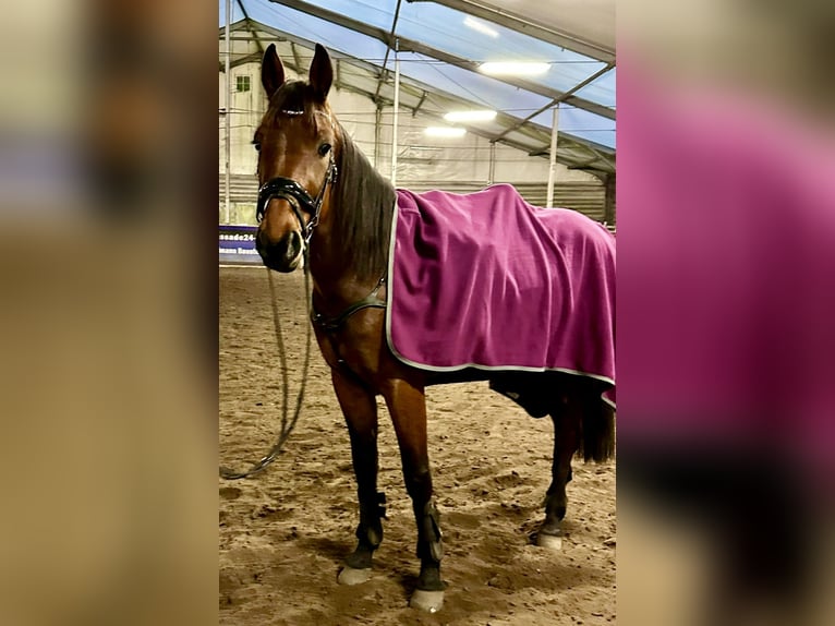 German Trotter Gelding 5 years 15,2 hh Bay-Dark in Potsdam