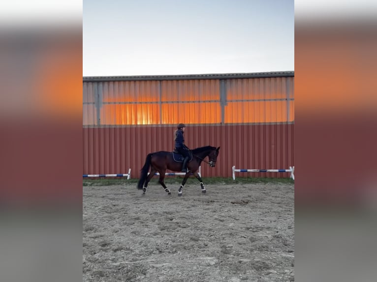 German Trotter Gelding 5 years 15,2 hh Brown in Elmenhorst