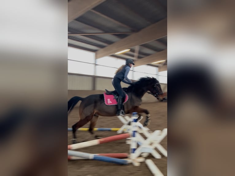 German Trotter Gelding 5 years 15,2 hh Brown in Elmenhorst