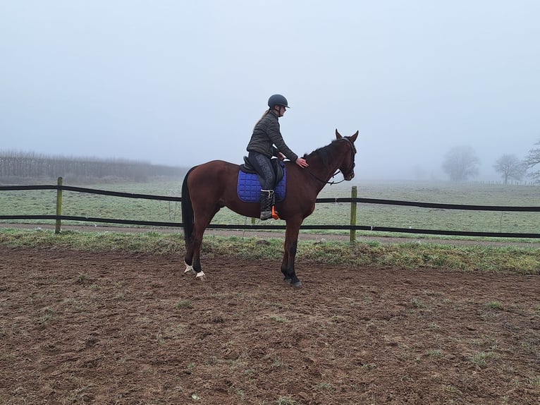 German Trotter Gelding 5 years 16,1 hh Brown in Tolkamer