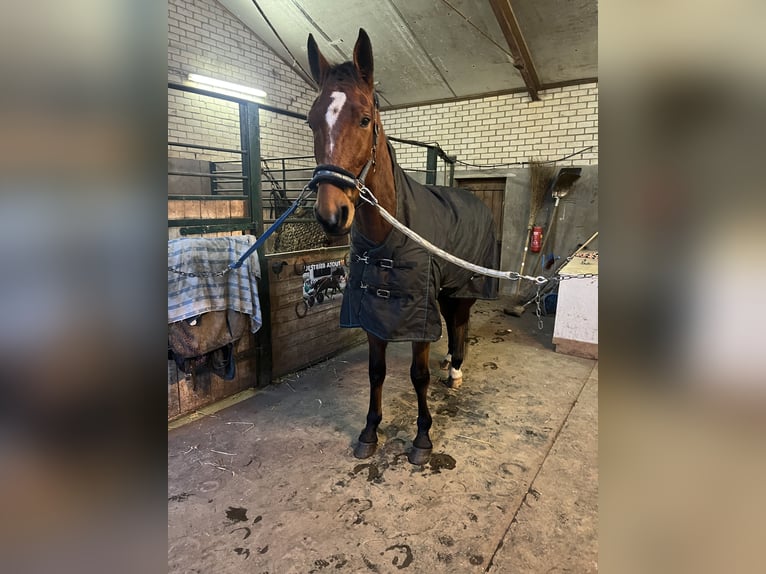 German Trotter Gelding 5 years 16,1 hh Brown in Tolkamer