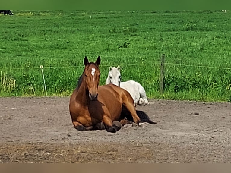 German Trotter Gelding 5 years 16,1 hh Brown in Tolkamer