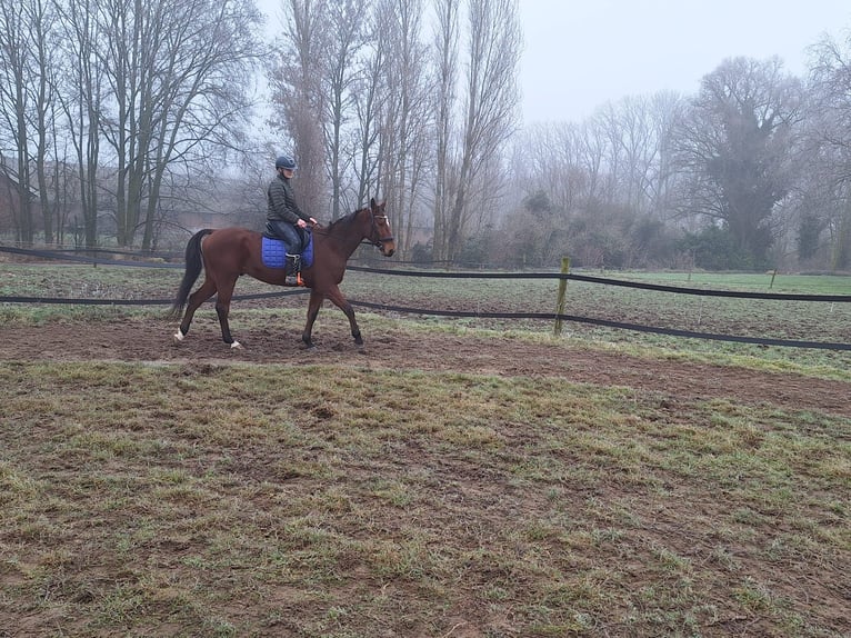 German Trotter Gelding 5 years 16,1 hh Brown in Tolkamer