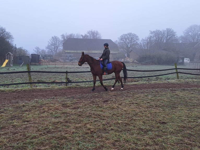 German Trotter Gelding 5 years 16,1 hh Brown in Tolkamer