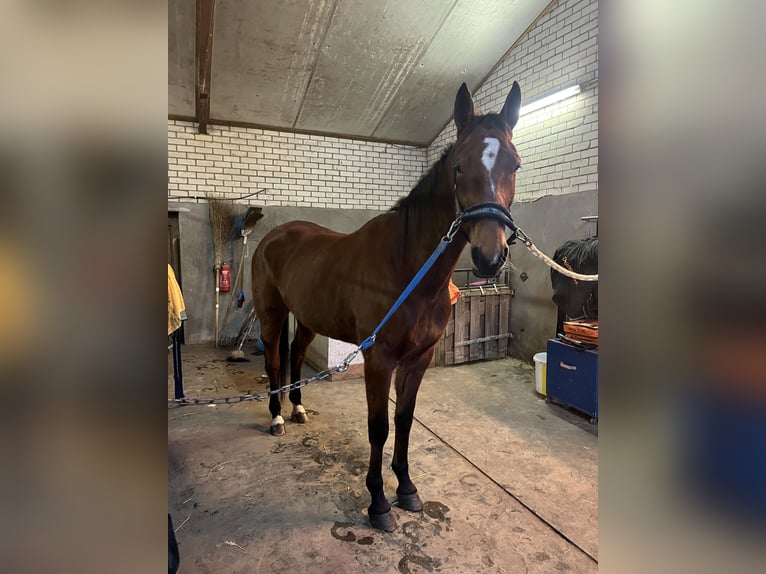 German Trotter Gelding 5 years 16,1 hh Brown in Tolkamer