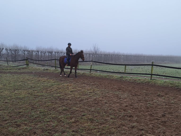 German Trotter Gelding 5 years 16,1 hh Brown in Tolkamer