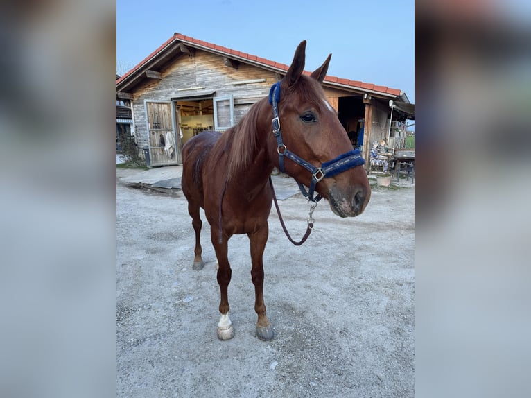 German Trotter Gelding 5 years 16.1 hh Chestnut-Red in Bruckmühl