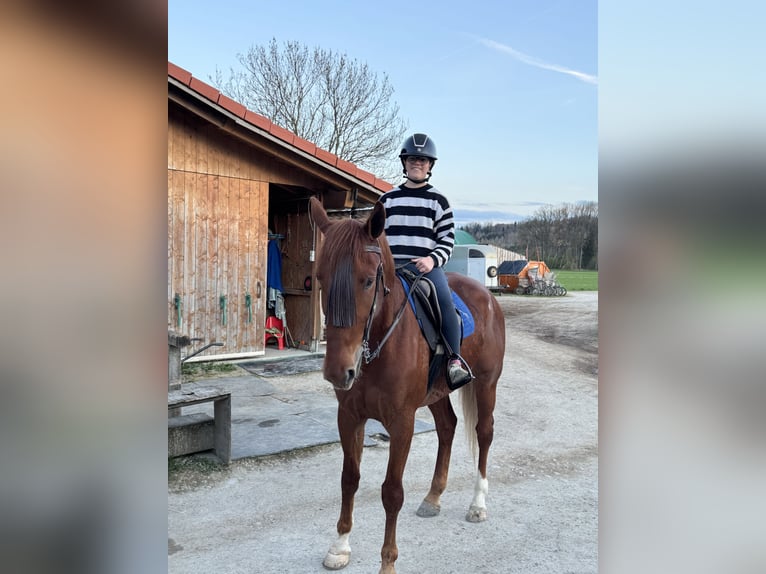 German Trotter Gelding 5 years 16.1 hh Chestnut-Red in Bruckmühl