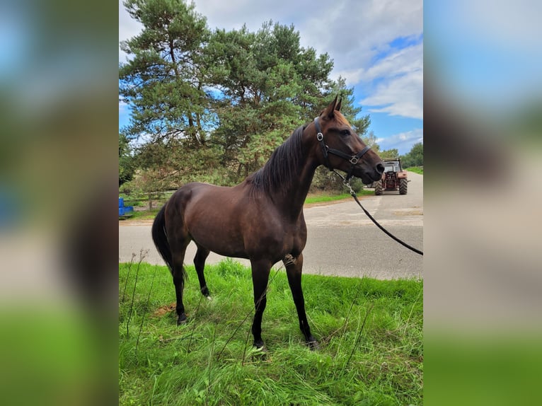 German Trotter Gelding 5 years 16 hh Bay-Dark in Kevelaer