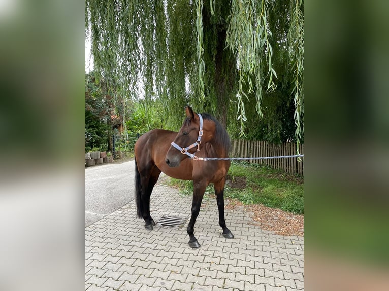 German Trotter Gelding 5 years 16 hh Brown in Bruckm&#xFC;hl