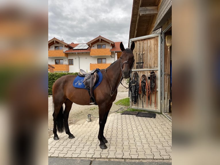 German Trotter Gelding 5 years 16 hh Brown in Bruckm&#xFC;hl