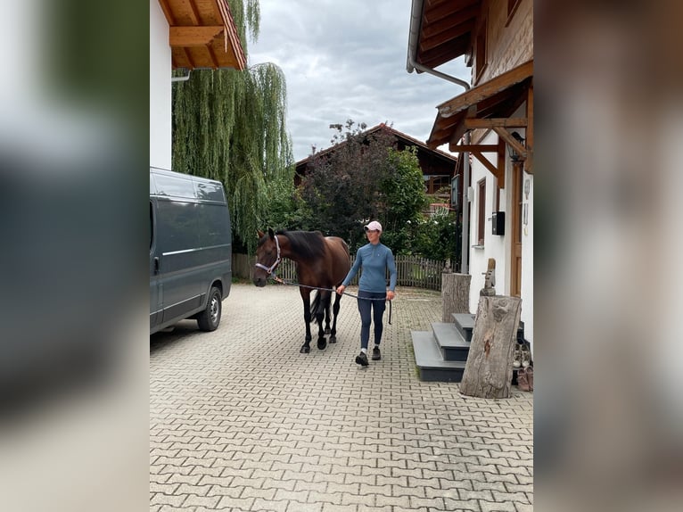German Trotter Gelding 5 years 16 hh Brown in Bruckm&#xFC;hl