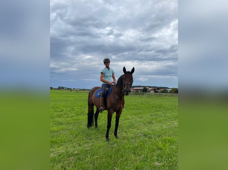 German Trotter Gelding 5 years 16 hh Brown in Bruckm&#xFC;hl