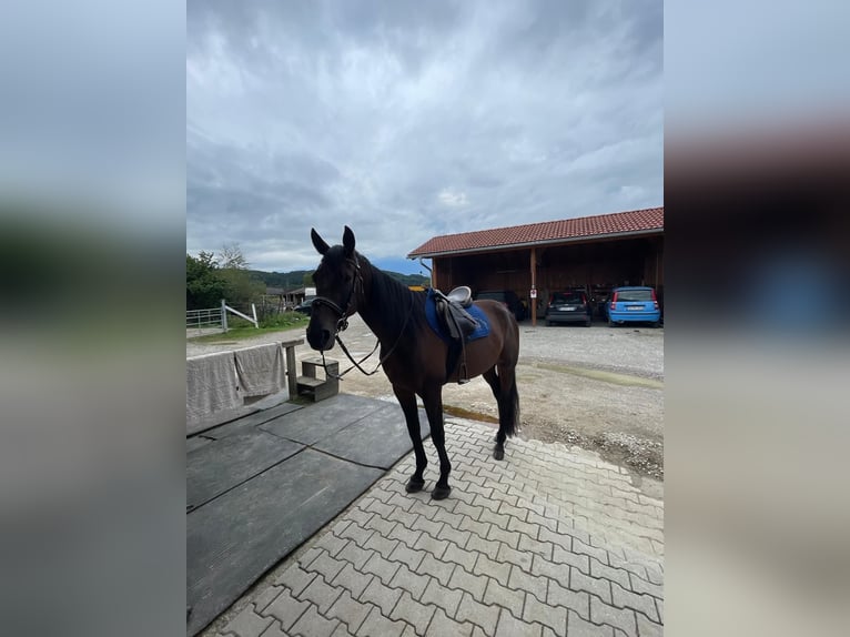German Trotter Gelding 5 years 16 hh Brown in Bruckm&#xFC;hl