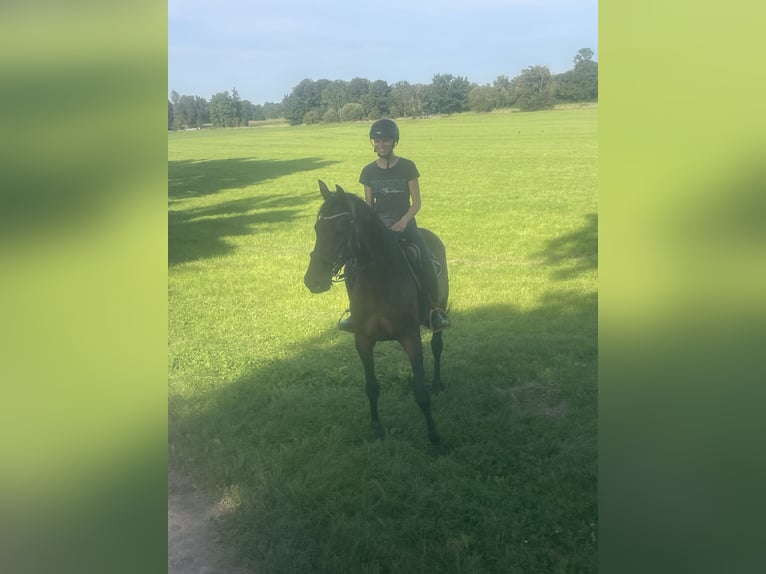 German Trotter Gelding 5 years 16 hh Brown in Bruckm&#xFC;hl