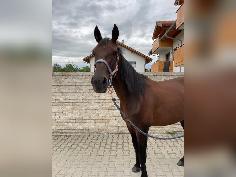 German Trotter Gelding 5 years 16 hh Brown in Bruckm&#xFC;hl