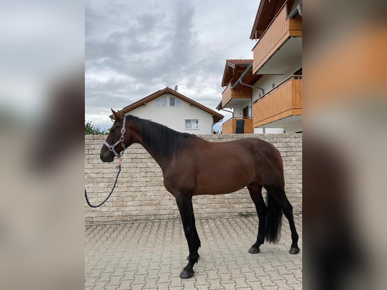 German Trotter Gelding 5 years 16 hh Brown in Bruckm&#xFC;hl