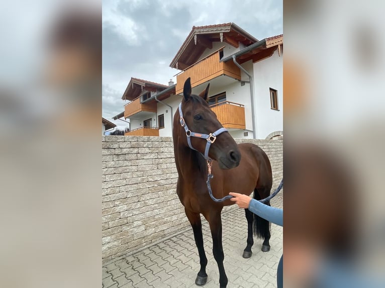 German Trotter Gelding 5 years 16 hh Brown in Bruckm&#xFC;hl
