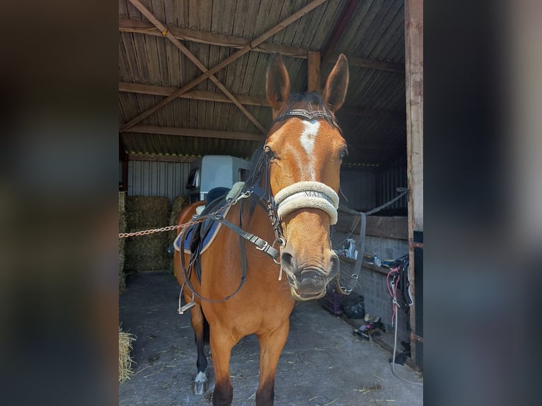 German Trotter Gelding 5 years 16 hh Brown in Tolkamer