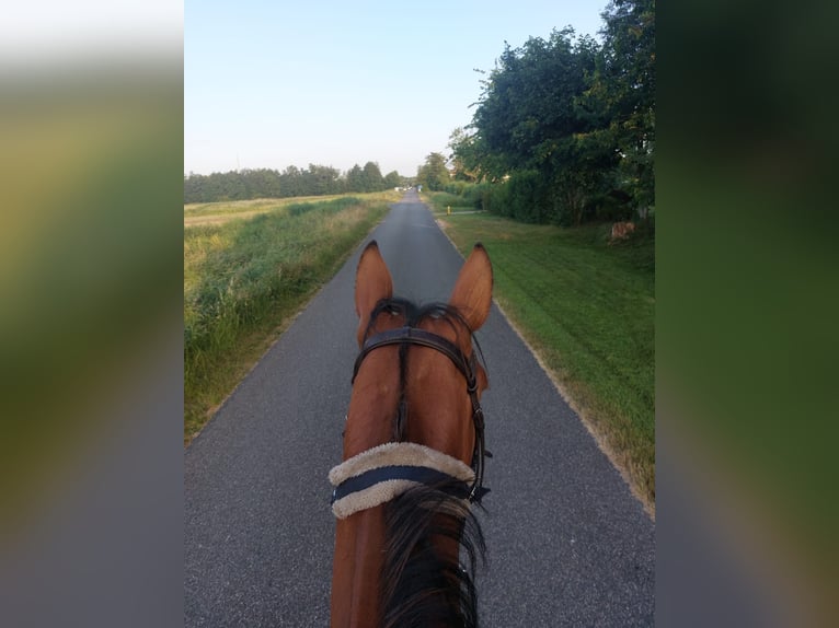 German Trotter Gelding 5 years 16 hh Brown in Tolkamer