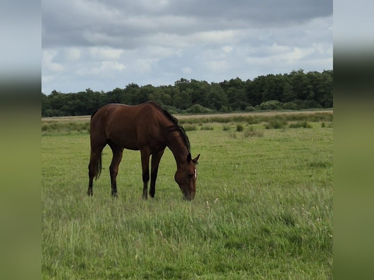 German Trotter Gelding 5 years 16 hh Brown in Tolkamer