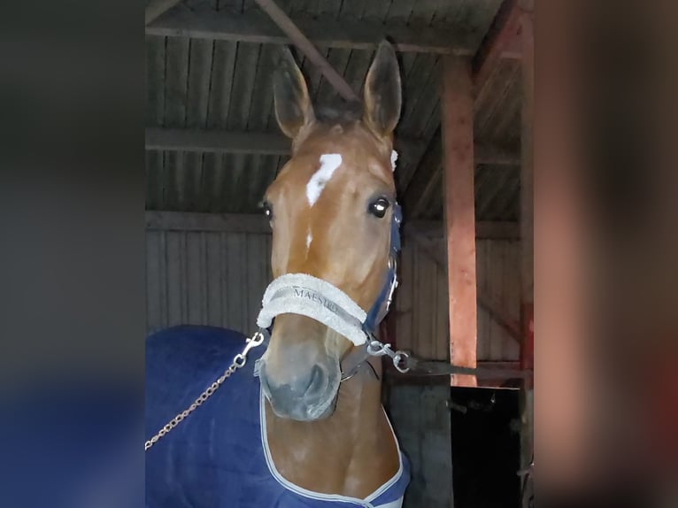 German Trotter Gelding 5 years 16 hh Brown in Tolkamer