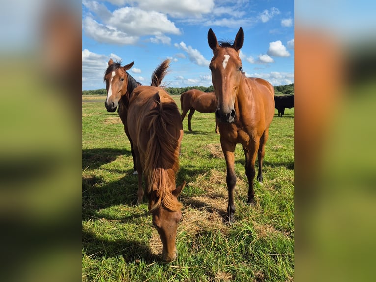 German Trotter Gelding 5 years 16 hh Brown in Tolkamer