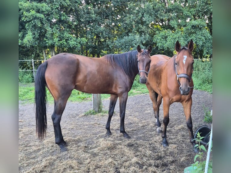 German Trotter Gelding 5 years 16 hh Brown in Tolkamer