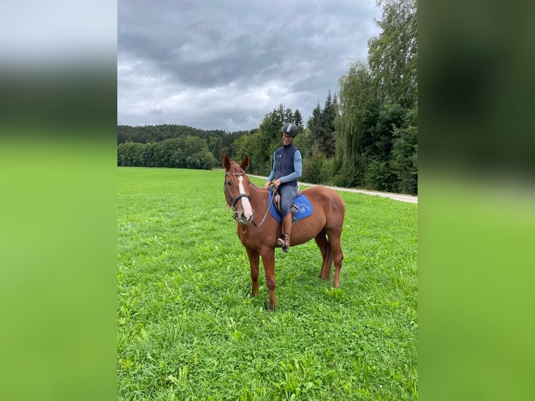 German Trotter Gelding 5 years 16 hh Chestnut-Red in Bruckm&#xFC;hl