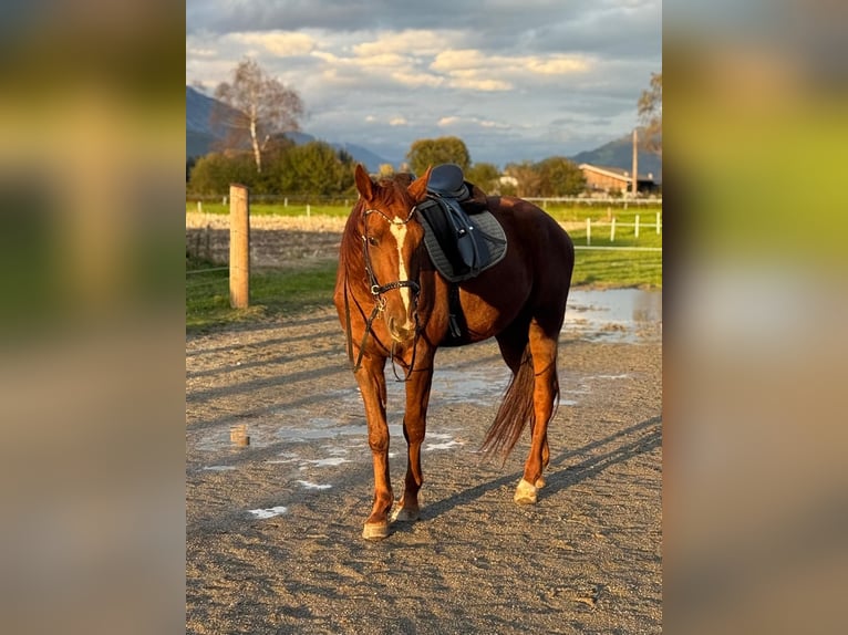 German Trotter Gelding 5 years 16 hh Chestnut-Red in Kolsass