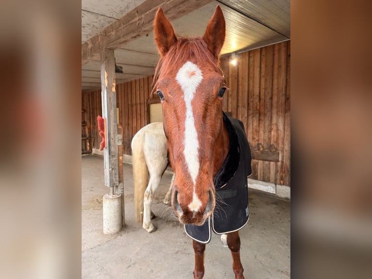 German Trotter Gelding 5 years 16 hh Chestnut-Red in Kolsass