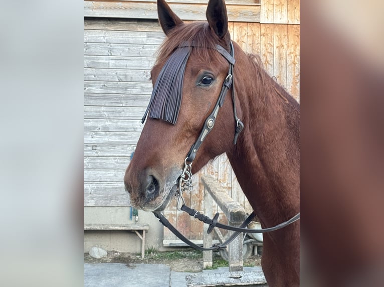 German Trotter Gelding 5 years 16,1 hh Chestnut-Red in Bruckmühl
