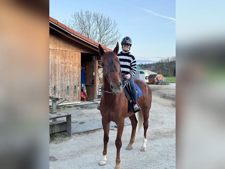German Trotter Gelding 5 years 16,1 hh Chestnut-Red in Bruckmühl
