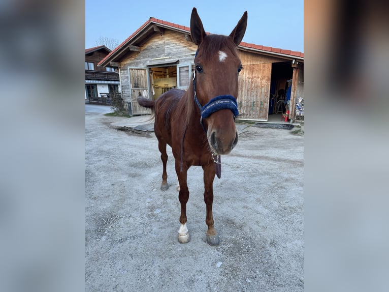 German Trotter Gelding 5 years 16,1 hh Chestnut-Red in Bruckmühl