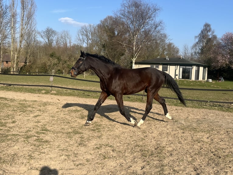 German Trotter Gelding 5 years 17,1 hh Smoky-Black in Tolkamer