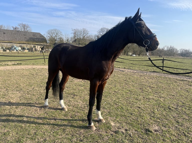 German Trotter Gelding 5 years 17,1 hh Smoky-Black in Tolkamer