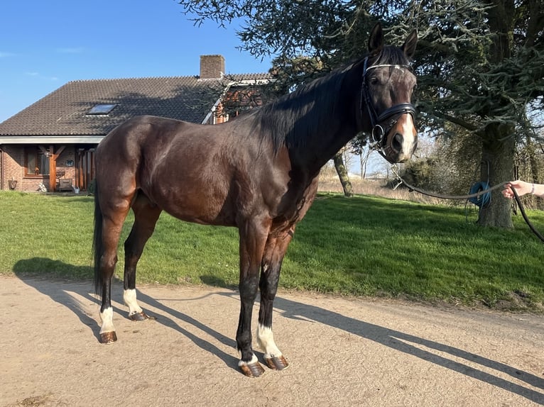 German Trotter Gelding 5 years 17,1 hh Smoky-Black in Tolkamer