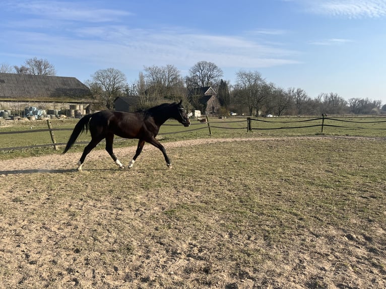 German Trotter Gelding 5 years 17,1 hh Smoky-Black in Tolkamer