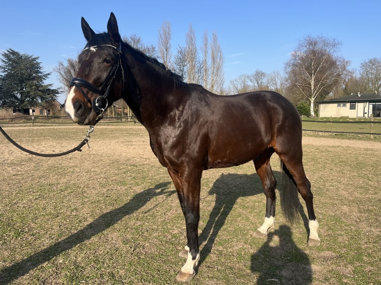 German Trotter Gelding 5 years 17,1 hh Smoky-Black in Tolkamer