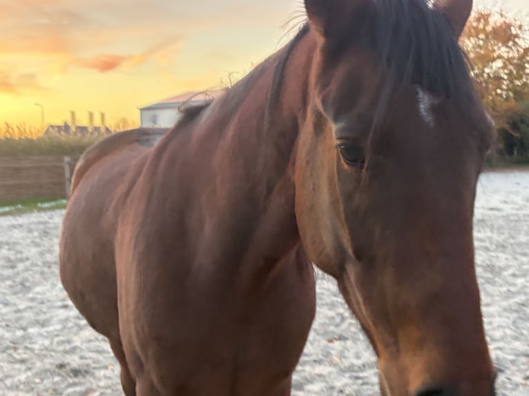 German Trotter Gelding 6 years 15,2 hh Brown in Weert