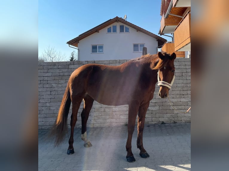 German Trotter Gelding 6 years 15,2 hh Chestnut-Red in Bruckmühl