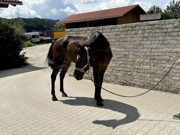 German Trotter Gelding 6 years 16.2 hh Bay-Dark in Bruckmühl