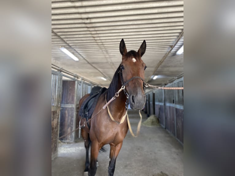 German Trotter Gelding 6 years 16 hh Bay-Dark in Neuenhagen