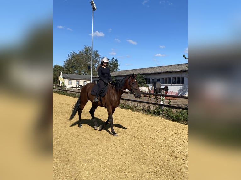 German Trotter Gelding 6 years 16 hh Bay-Dark in Neuenhagen