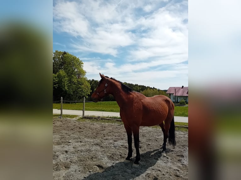 German Trotter Gelding 6 years 16 hh Brown in Thurmansbang