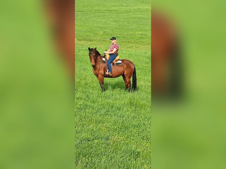 German Trotter Gelding 6 years 16 hh Brown in Thurmansbang