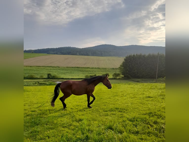 German Trotter Gelding 6 years 16 hh Brown in Thurmansbang