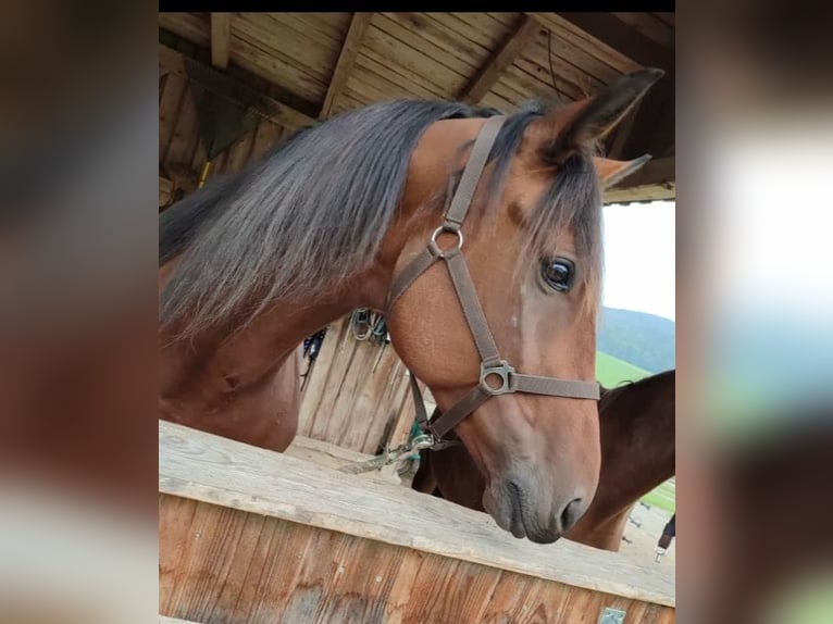 German Trotter Gelding 6 years 16 hh Brown in Thurmansbang